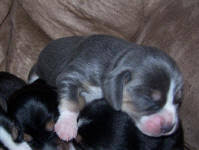 They were born on march 1. Colors Pictures And Info About Beagle Colors