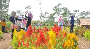 Memiliki sebuah taman pada hunian tidak hanya akan mempercantik. Bunga Mulai Bersemi Di Kampung Jambu Kaduhejo Pandeglang Berita Banten Banten Tribun