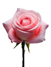 Image result for Rosa