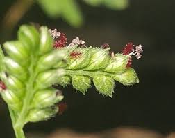 Image result for Echinochloa colona