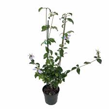 Image result for Sclerochiton