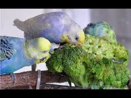 budgerigar eating broccoli broccoli contains sodium potassium dietary fiber protein vitamin c vitamin a calcium v budgerigar parakeet bird budgies bird
