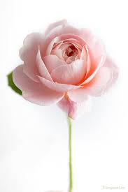 Flower Photography Rose Fine Art Photograph Floral Still Etsy Flowers Photography Floral Photography Beautiful Flowers
