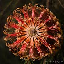 Banksia Ericifolia Australian Native Flowers Flowers Ceiling Lights