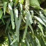 Image result for Pleopeltis macrocarpa