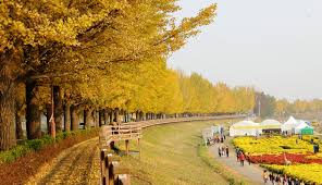 Known as one of the prettiest autumn spots in korea, yangju nari park is located in yangju city in gyeonggi. 8 Secret Places To See Fall Foliage In Korea L Onedaykorea Blog