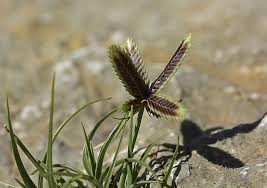 Image result for Pycreus