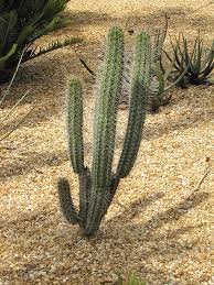 Small birds excavate nest cavities inside the saguaro's pulpy flesh, and large ones build stick nests. Lg Dwarf Saguaro Cactus Pilocereus Gouneli Thorny Bastards