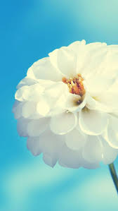 Download Iphone 5 Retina Display Hd Wallpapers White Flower Wallpaper Cool Iphone Wallpapers Hd Flower Wallpaper