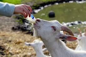 What To Feed An Orphaned Baby Goat Farm Animals