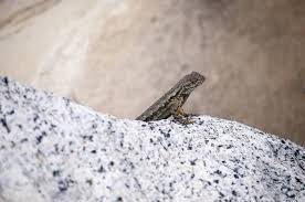 Hello Lizard Pose Lizard Royalty Free Pictures