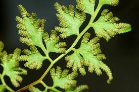 Image result for Schizaeaceae