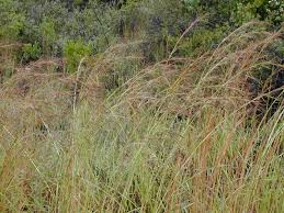 Image result for Hyparrhenia tamba