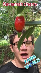 Surinam Cherry Plant Buy Savanah Cherry (Eugenia Calycina) Fruit Plant