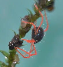 Image result for Berkheya johnstoniana