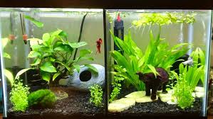 10 Gallon Split Tank 1 Red Veiltail Betta And 1 Dragon Scale Betta Tank Betta Fish Tank Betta Fish