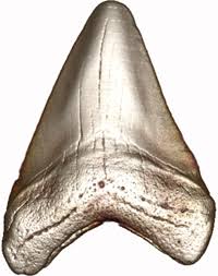 A kayaker came up close and personal with a great white off the coast of california this weekend, and has the shark teeth to prove it. Great White Work Scientists Renew The Study Of Shark Teeth Cornell Chronicle