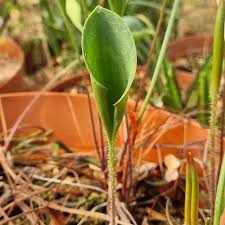 Image result for Eriospermum mackenii