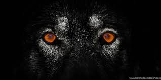 O Lone Wolf Facebook Hd Wallpapers Nu Desktop Background Sailing ship in dark wallpapers (67 wallpapers). o lone wolf facebook hd wallpapers nu