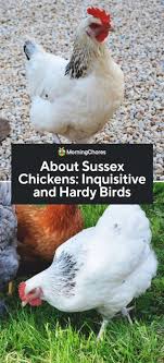 Can't have roosters in my area. About Sussex Chickens Inquisitive And Hardy Birds