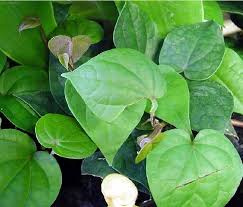 Image result for parožnatka Platycerium