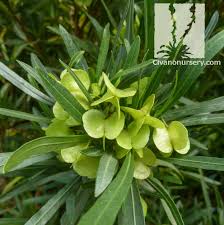 Tall with an equal width. Green Hopseed Bush Dodonaea Viscosa Civano Nursery Tucson Plant Nursery