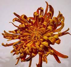 Pin On Japanese Chrysathmemum