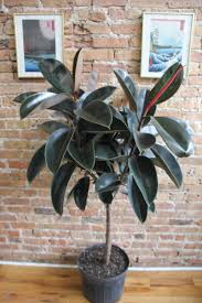 Image result for Ficus elastica