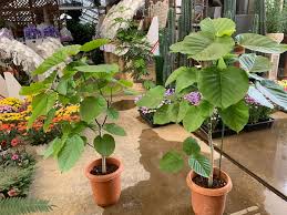 もう迷わない 枯らさない 可愛い木みたいな観葉植物フィカス ウンベラータのお手入れ グリーンテックの観葉植物コンシェルジュ