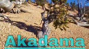 Used by japanese master gardeners. Akadama Bonsai Soil Youtube
