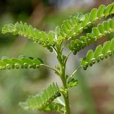 Image result for Phyllanthus gossweileri