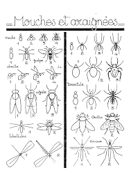 Instructions de dessin étape par étape pour les insectes comme la mouche,  l'abeille, la cigale, la guêpe et les araignées | Jeux de réflexion