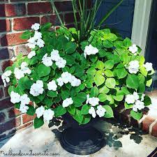 Große auswahl an impatiens new guinea. Indoor Impatiens Redhead Can Decorate