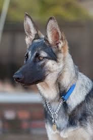 However, the sable german shepherd's coat is misunderstood by many. A Silver Sable Winry