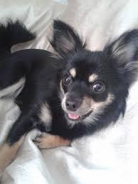 Black, tan and white long haired chihuahua dog. Long Hair Black Tan Chihuahua Needs A New Home Norwich Norfolk Pets4homes