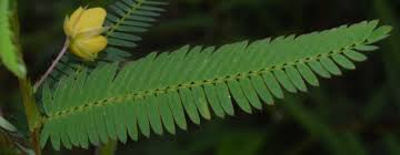 Image result for Aeschynomene mimosifolia