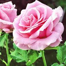 Download now gambar menanam daun bunga romantis berwarna merah muda. 18 Gambar Bunga Mawar Merah Jambu Galeri Bunga Hd