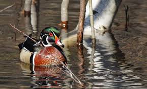 Wood Duck Hunting Dos And Don Ts Duck Hunting Wood Ducks Hunting