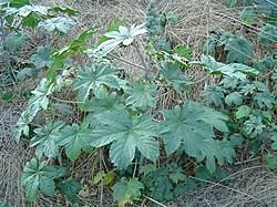 Image result for Ricinus