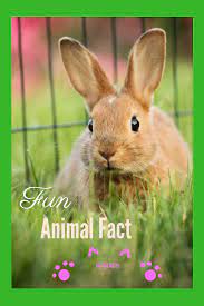 In Queensland Australia Only Magicians Can Legally Own A Pet Rabbit Rabbit Pictures Fun Facts About Animals Meat Rabbits Breeds