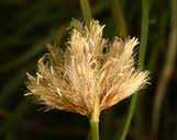 Image result for Brachythrix