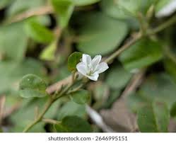 Image result for Turbina longiflora