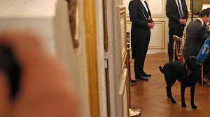 Le verdict est sans appel. Video Qui Est Nemo Le Chien Adopte Par Les Macron Et Qui A Urine En Pleine Reunion A L Elysee Lci