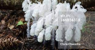Pin On Nature