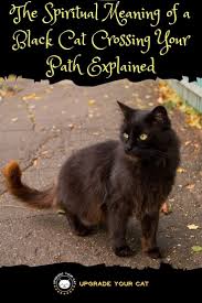 Spiritual Meaning Of Black Cat Crossing Your Path Explained Upgrade Your Cat Black Cat Superstition Black Cat Crossing Path Black Cat Meaning