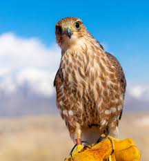 Profile for Utah Merlin Meet