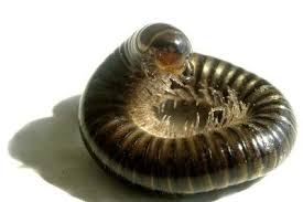 Du suchst eine wohnung für einen bestimmten zeitraum in lörrach? Wurmer In Der Blumenerde Was Tun