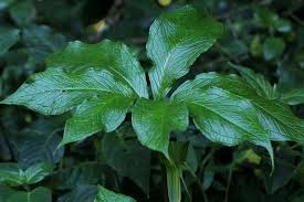 Image result for Arisaema mildbraedii