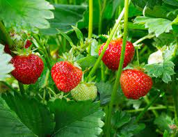 This year the berries are larger and more it's a mean ol' weed that we have all over our grass and we can't ever get rid of it either! What Are The Little Strawberry Things In The Yard
