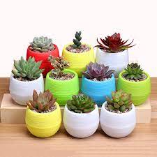 Ball shaped & round plant pots. Garden Home Office Decoration Mini Plastic Round Flower Pot Decoration Color Flower Pot Succulent Plant Small Flower Pot Flower Pots Planters Aliexpress